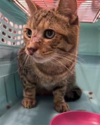 Shelter Stray Male Cat last seen Near BLOCK S 3RD ST, 3528 Newburg Rd, Louisville, KY 40218, USA