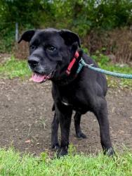 Shelter Stray Male Dog last seen Near BLOCK CAPELLA LANE, 3528 Newburg Rd, Louisville, KY 40218, USA