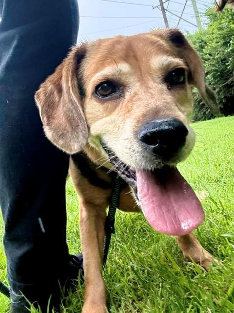 Shelter Stray Female Dog last seen Near BLOCK WARBLER, 3528 Newburg Rd, Louisville, KY 40218, USA