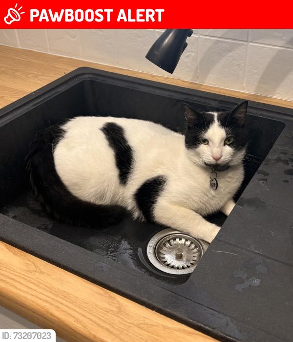 Lost Male Cat last seen Down our street at home address, Berkshire, England RG19 4RN