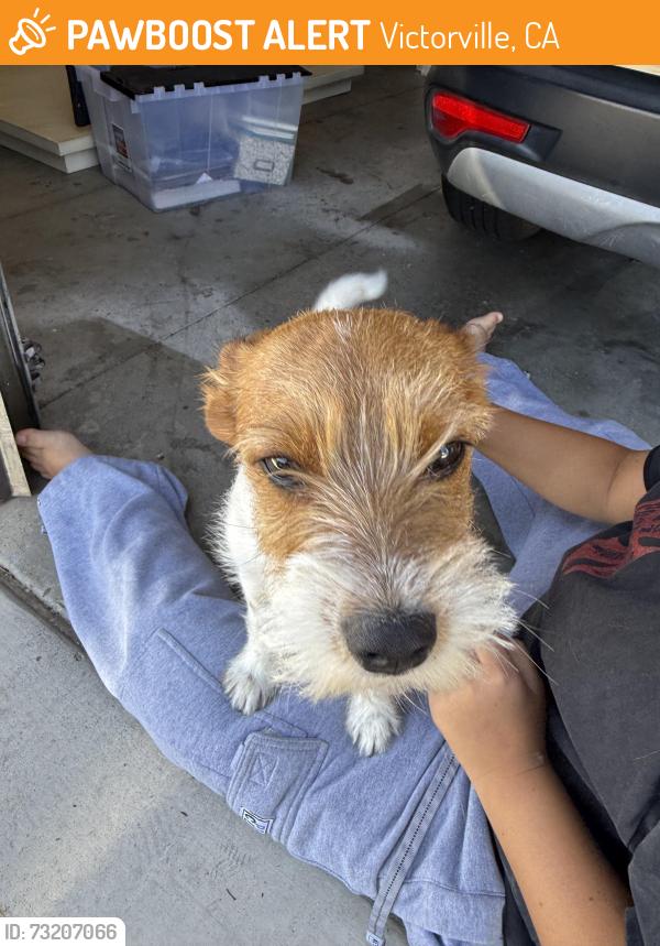 Found/Stray Female Dog last seen Cobalt and Viejo, Victorville, CA 92392