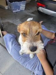 Found/Stray Female Dog last seen Cobalt and Viejo, Victorville, CA 92392