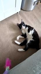 Found/Stray Unknown Cat last seen Uxbridge Road, Hillingdon, Anglia 