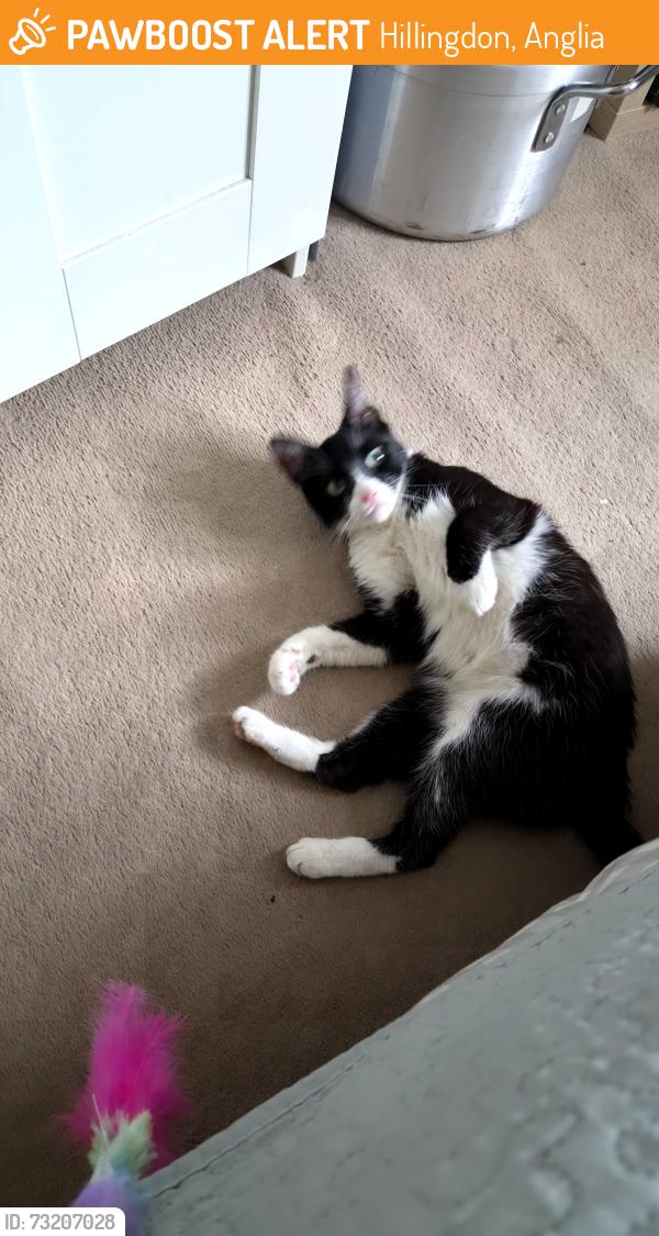 Found/Stray Unknown Cat last seen Uxbridge Road, Hillingdon, Anglia 