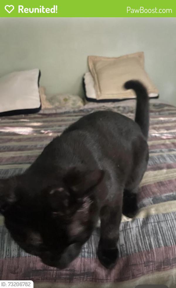 Reunited Male Cat last seen Willowdale Ave and Cummer Ave, Toronto, ON M2M 3C5