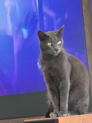 Lost Male Cat last seen Bolsa Chica, Huntington Beach, CA 92649