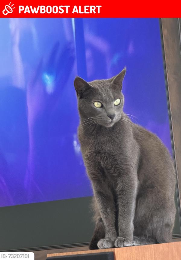 Lost Male Cat last seen Bolsa Chica, Huntington Beach, CA 92649