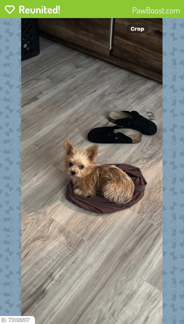 Reunited Female Dog last seen Fresno High area, Fresno, CA 93705