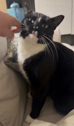 Lost Male Cat last seen Military trail, Boca Raton, FL 33433