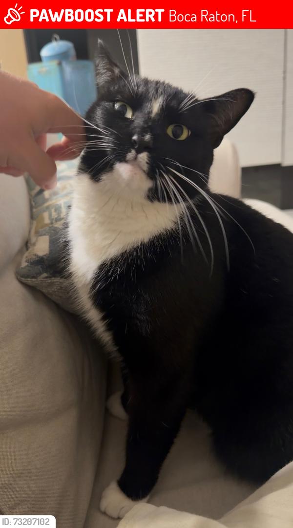 Lost Male Cat last seen Military trail, Boca Raton, FL 33433