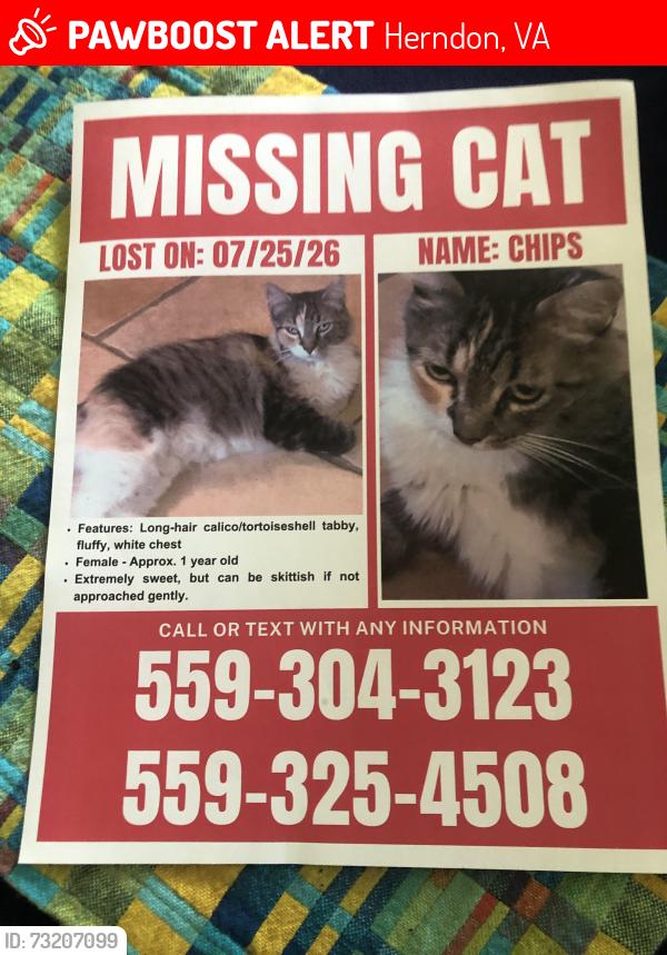 Lost Female Cat last seen Hope Animal hosp, Herndon, VA 20170
