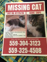 Lost Female Cat last seen Hope Animal hosp, Herndon, VA 20170