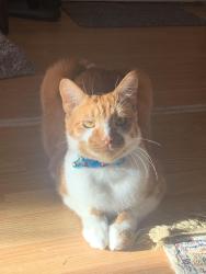 Lost Male Cat last seen Near 108 Ave, Surrey, BC V3T 2L6