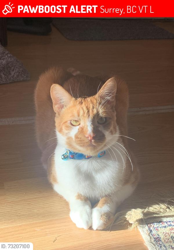 Lost Male Cat last seen Near 108 Ave, Surrey, BC V3T 2L6