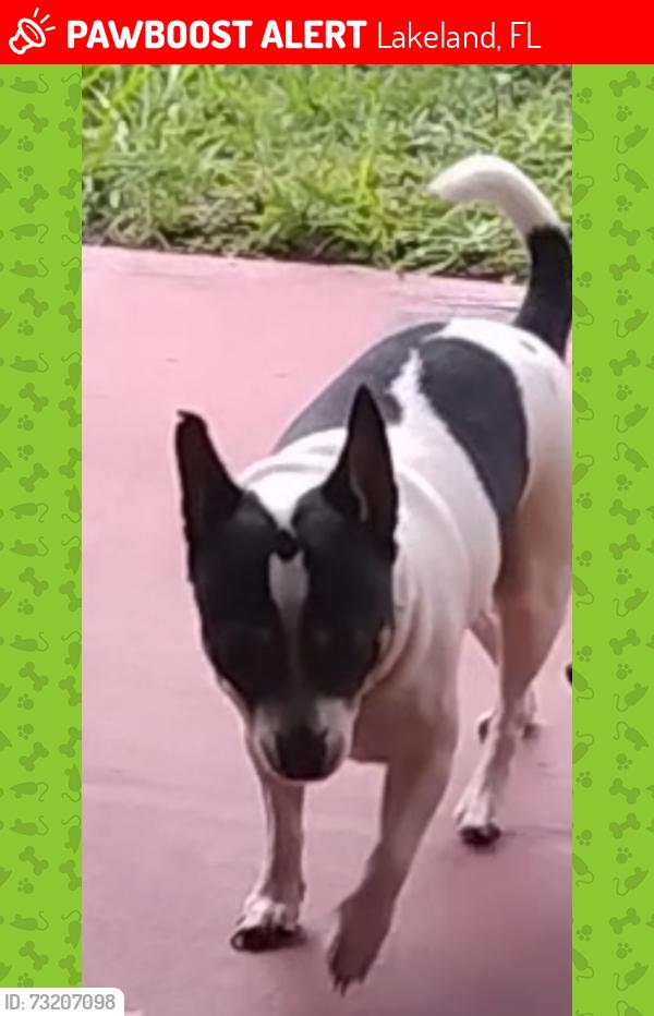 Lost Male Dog last seen Across the street from the Sunoco gas station, Lakeland, FL 33815