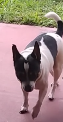 Lost Male Dog last seen Across the street from the Sunoco gas station, Lakeland, FL 33815
