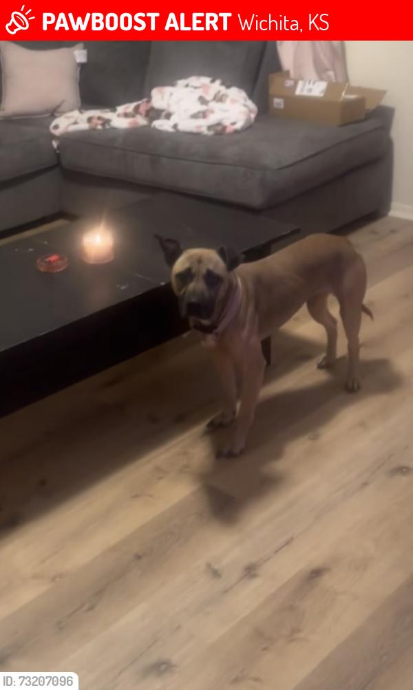 Deceased Female Dog last seen Near Pawnee and mosley, Wichita, KS 67211