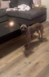Lost Female Dog last seen Near Pawnee and mosley, Wichita, KS 67211