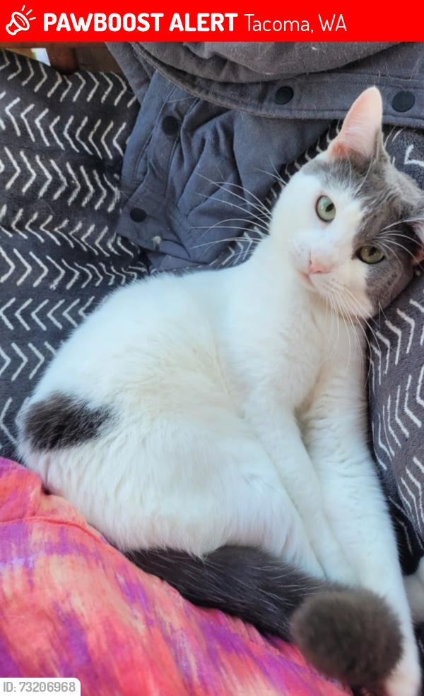 Lost Male Cat last seen 95th & Golden Given, Tacoma, WA 98445