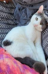 Lost Male Cat last seen 95th & Golden Given, Tacoma, WA 98445