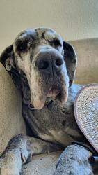Reunited Female Dog last seen Cottage Creek, Rosenberg, TX 77469