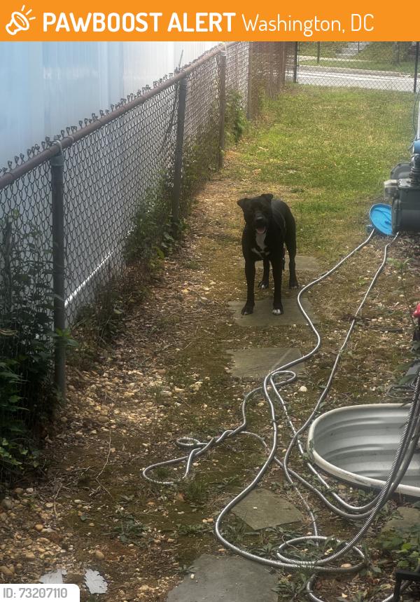 Found/Stray Female Dog last seen Fort doupont se, Washington, DC 20746