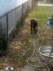 Found/Stray Female Dog last seen Fort doupont se, Washington, DC 20746