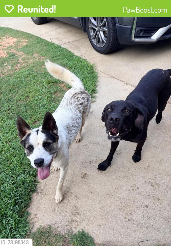Reunited Male Dog last seen Near uneeda dr, Greenville, SC 29605