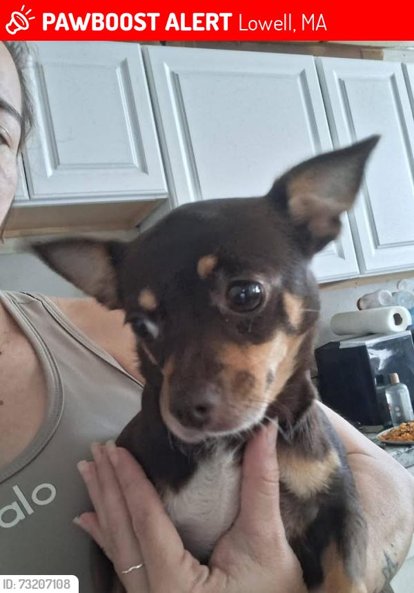 Lost Female Dog last seen Westford st and Howard st, Lowell, MA 01852