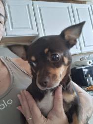 Lost Female Dog last seen Westford st and Howard st, Lowell, MA 01852