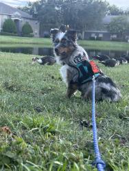 Reunited Female Dog last seen w kings st, St. Augustine, FL 32084
