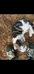 Reunited Male Cat last seen Binghamton st, Rainier, WA 98576