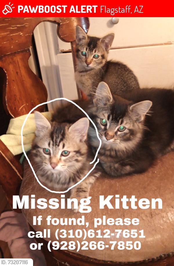 Lost Male Cat last seen Lake Mary rd, Flagstaff, AZ 86005