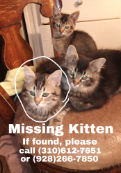 Lost Male Cat last seen Lake Mary rd, Flagstaff, AZ 86005