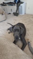 Reunited Female Dog last seen Cottage Creek, Rosenberg, TX 77469