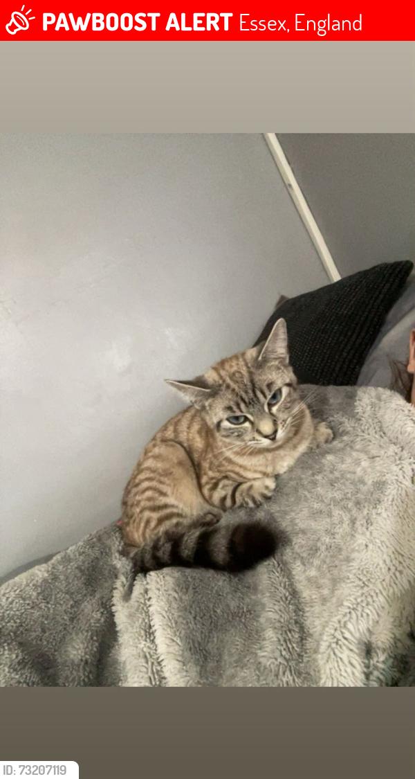 Lost Female Cat last seen Spar Clifton hatch, Essex, England 