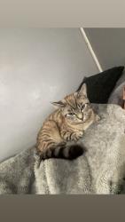 Lost Female Cat last seen Spar Clifton hatch, Essex, England 