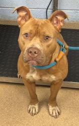 Shelter Stray Female Dog last seen Near COVINGTON HIGHWAY, 30032, GA, 3280 Chamblee Dunwoody Rd, Chamblee, GA 30341, USA