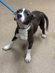 Shelter Stray Female Dog last seen Near EMBARCADERO DRIVE, 30058, GA, 3280 Chamblee Dunwoody Rd, Chamblee, GA 30341, USA