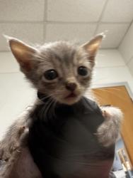 Shelter Stray Female Cat last seen Near Willow Run, Stone Mountain, 30088, GA, 3280 Chamblee Dunwoody Rd, Chamblee, GA 30341, USA