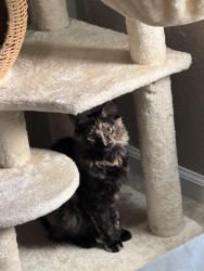 Lost Female Cat last seen highway 98, Bay County, FL 32413