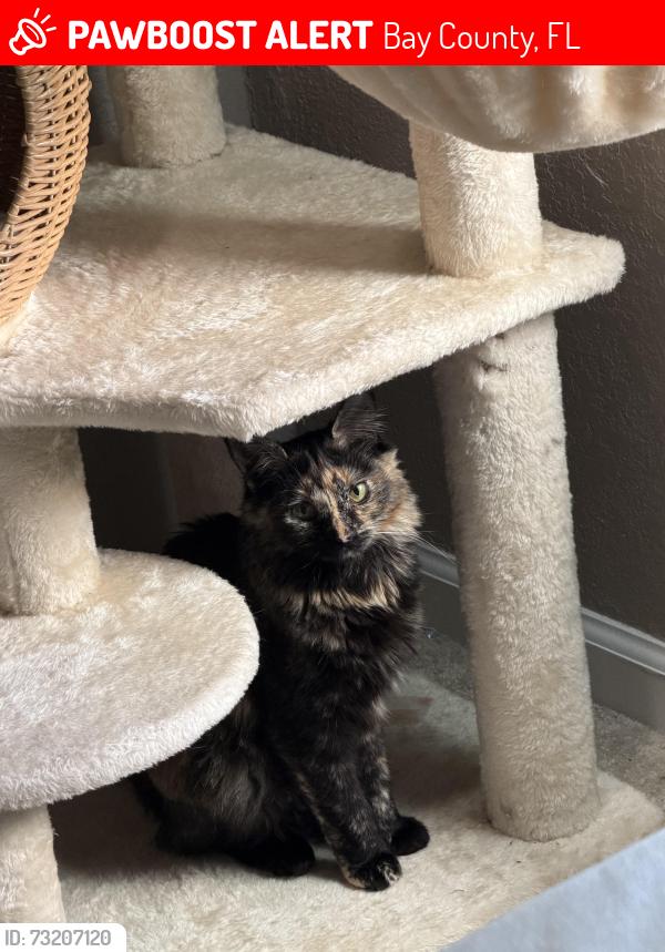 Lost Female Cat last seen highway 98, Bay County, FL 32413