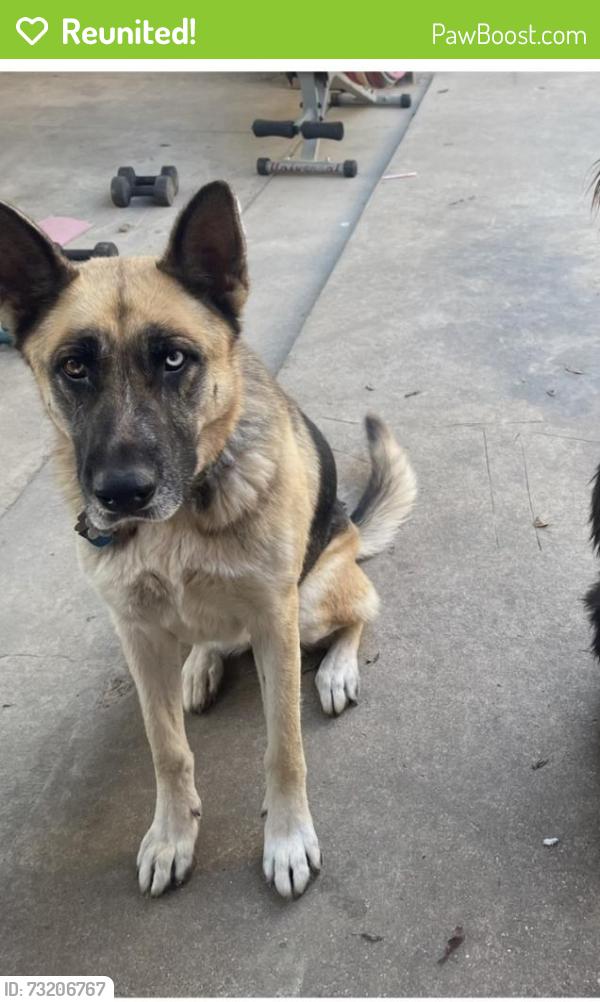 Reunited Female Dog last seen Blue mound, Blue Mound, TX 76131
