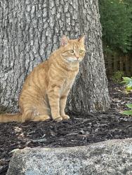 Lost Male Cat last seen Schmidt Lake Road and Larch Lane, Plymouth, MN 55442