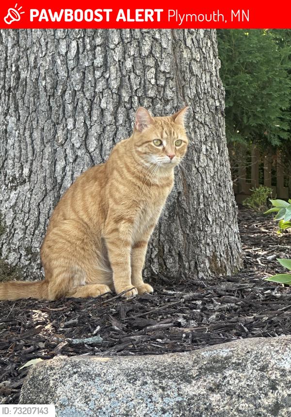 Lost Male Cat last seen Schmidt Lake Road and Larch Lane, Plymouth, MN 55442