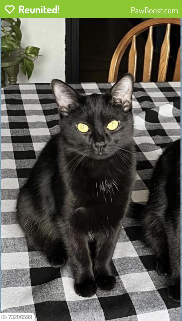 Reunited Female Cat last seen Center St. & Wilson Ave., Willoughby, OH 44094