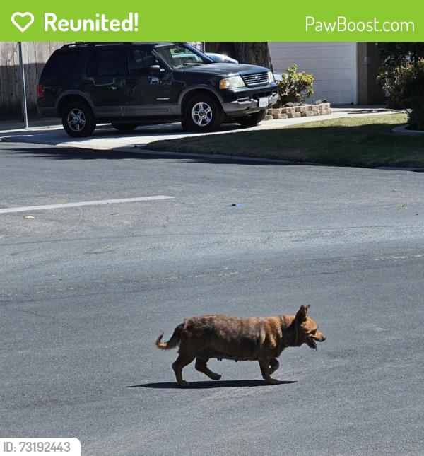 Reunited Female Dog last seen E. Griffith Way and Harrison, Old Fig Garden, CA 93704
