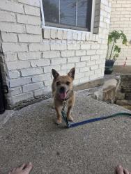 Reunited Male Dog last seen E North St, Arlington, TX 76011, USA, Arlington, TX 76011