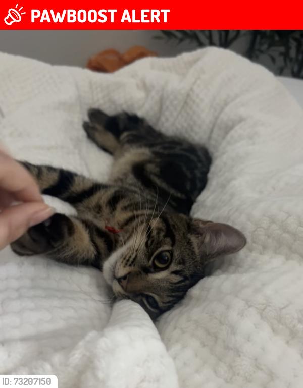 Lost Male Cat last seen White Hart Lane, Greater London, England N17 8JJ