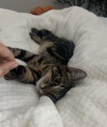 Lost Male Cat last seen White Hart Lane, Greater London, England N17 8JJ